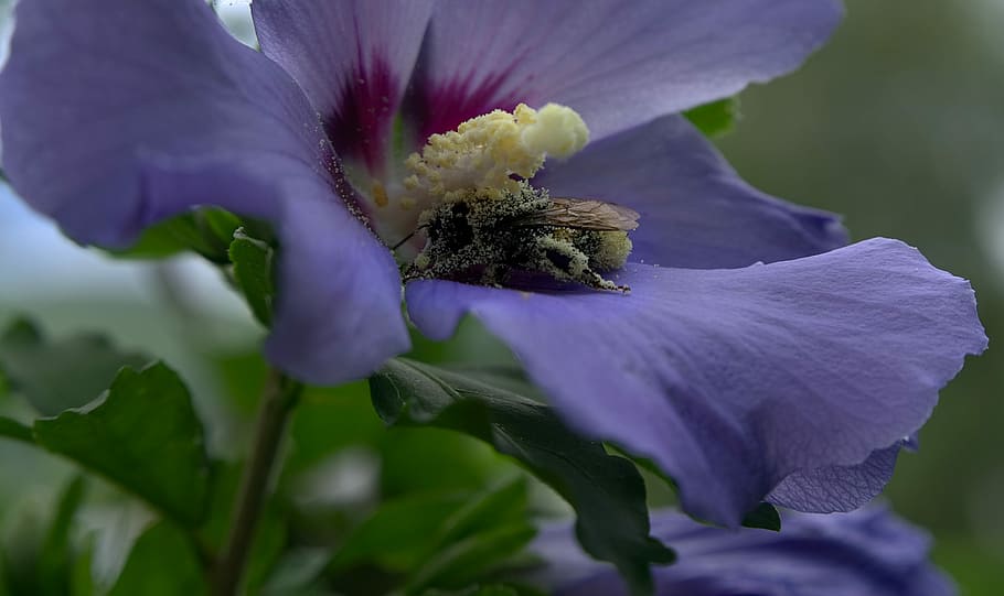 Blossom, Bloom, Bee, Pollination, Pollen, nature, close, macro HD wallpaper