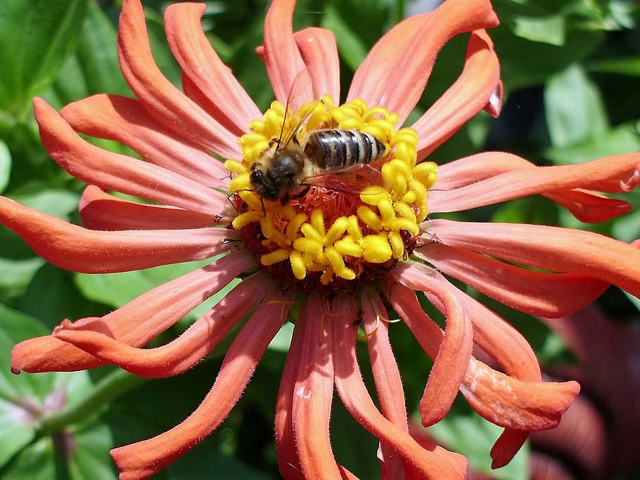 Summer, Flower, Bee, Pollen, summer flower, petal, insect, fragility HD wallpaper