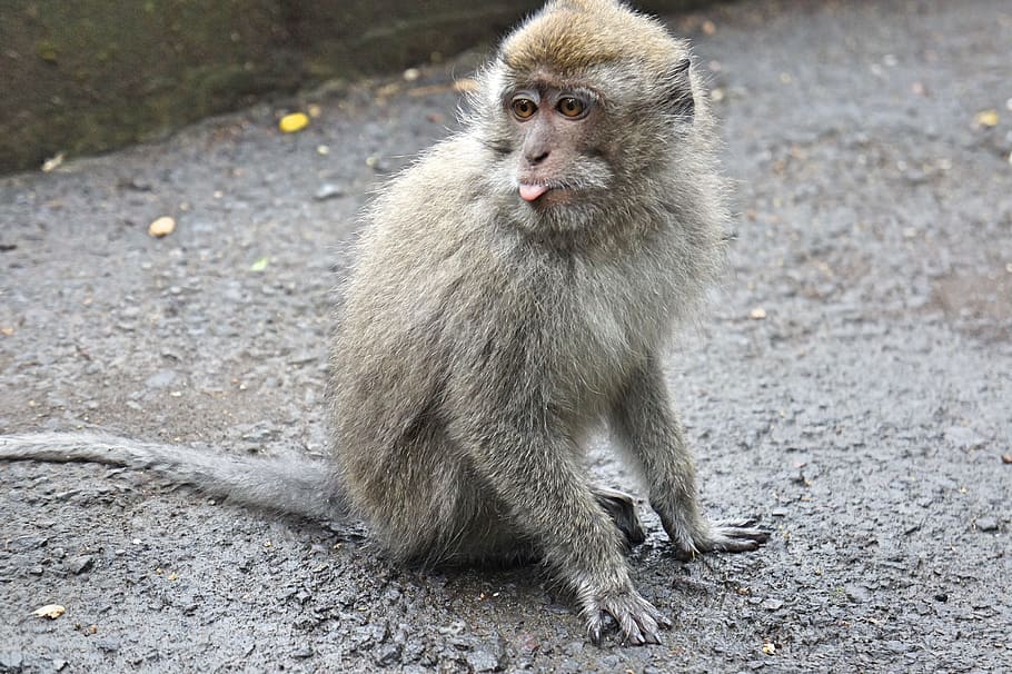 indonesia, bali, monkey, macaques, animal, nature, animal wildlife HD wallpaper