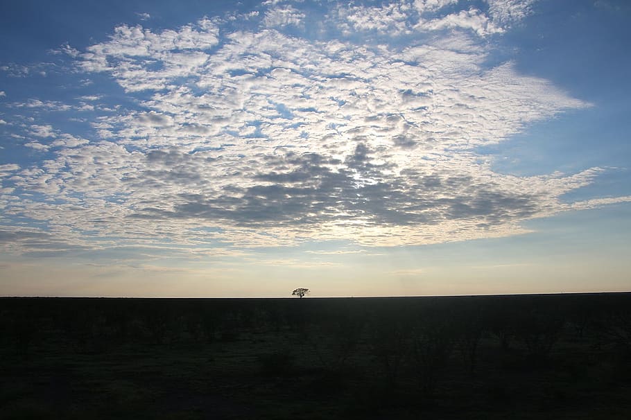 tree, flat, namibia, nature, sky, clouds, landscape, sunlight HD wallpaper