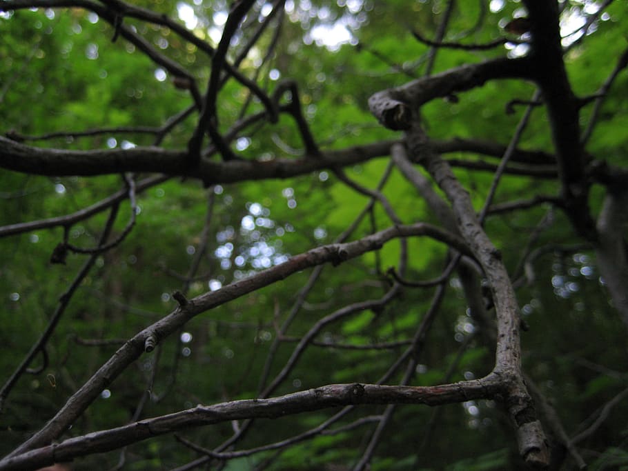 branch, trees, thicket, forest, park, nature, plant, no people HD wallpaper