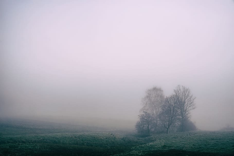 tree on green grass field during foggy daytime, bare trees under cloudy sky HD wallpaper