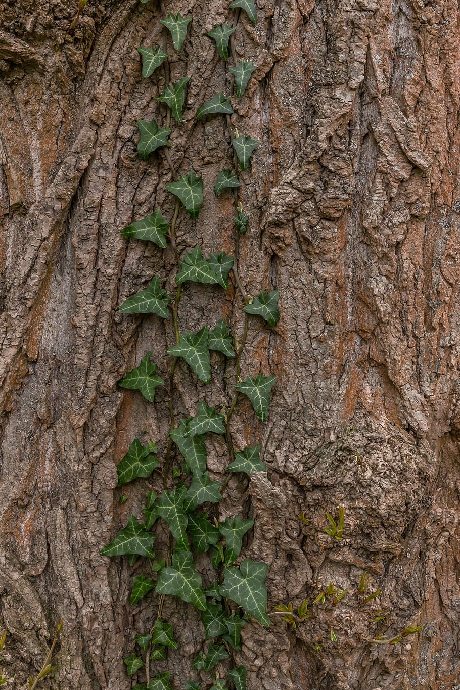bark, tree, wood, tribe, tree trunk, plant, growth, textured HD wallpaper