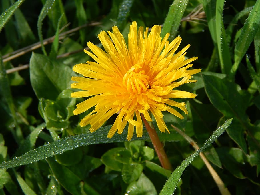 dandelion, nature, dew, dewdrop, plant, yellow, wild flower HD wallpaper