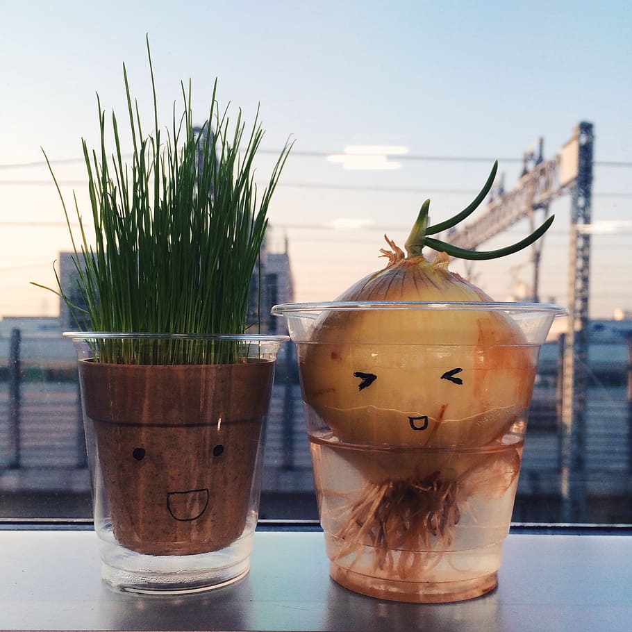 onion, grass, potted plant, expression, characters, table, close-up HD wallpaper