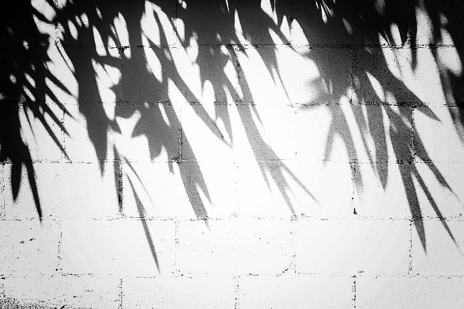 silhouette of leaves by the wall, plant shadow on white concrete wall HD wallpaper