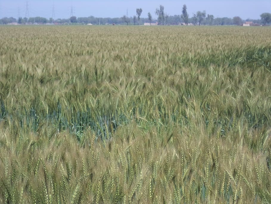 Wheat Field, Plant, agriculture, nature, cereal plant, day HD wallpaper