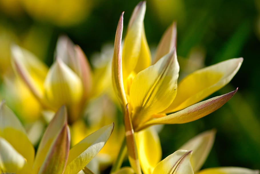 crocus, flowers, spring, nature, flora, garden, frühlingsanfang HD wallpaper