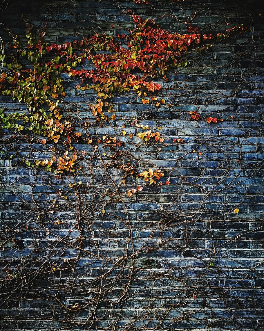Vines and Leaves Growing on Wall, bricks, public domain, backgrounds