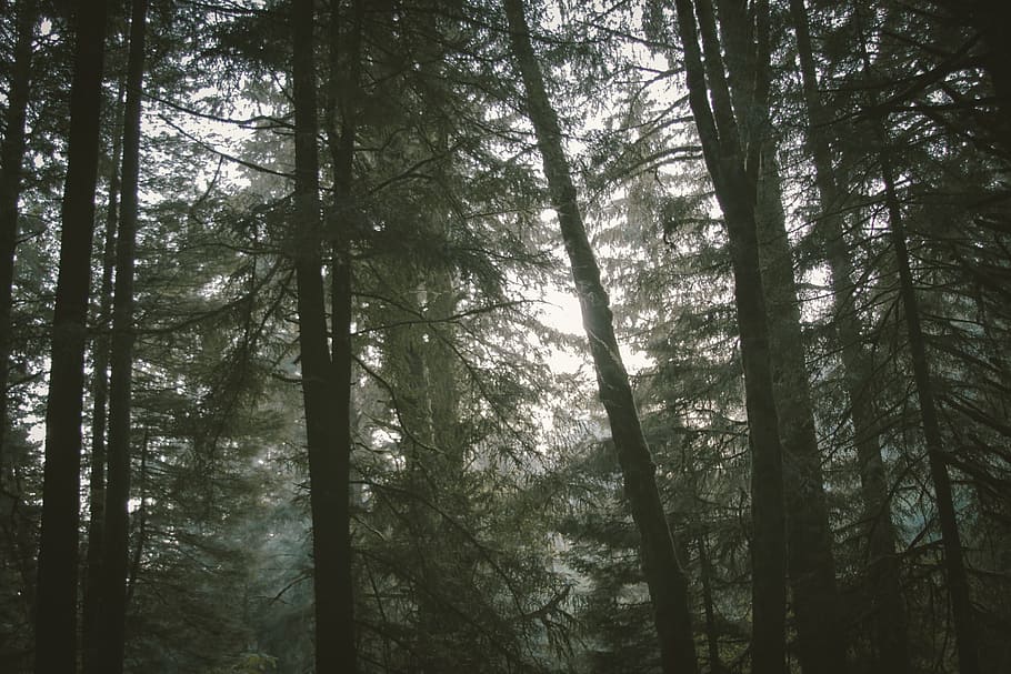 forest, trees, woods, nature, plant, land, growth, woodland HD wallpaper