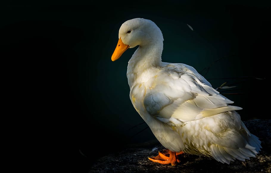 Duck, White, Ankara, Goose, park, green, turkey, birds, landscape HD wallpaper