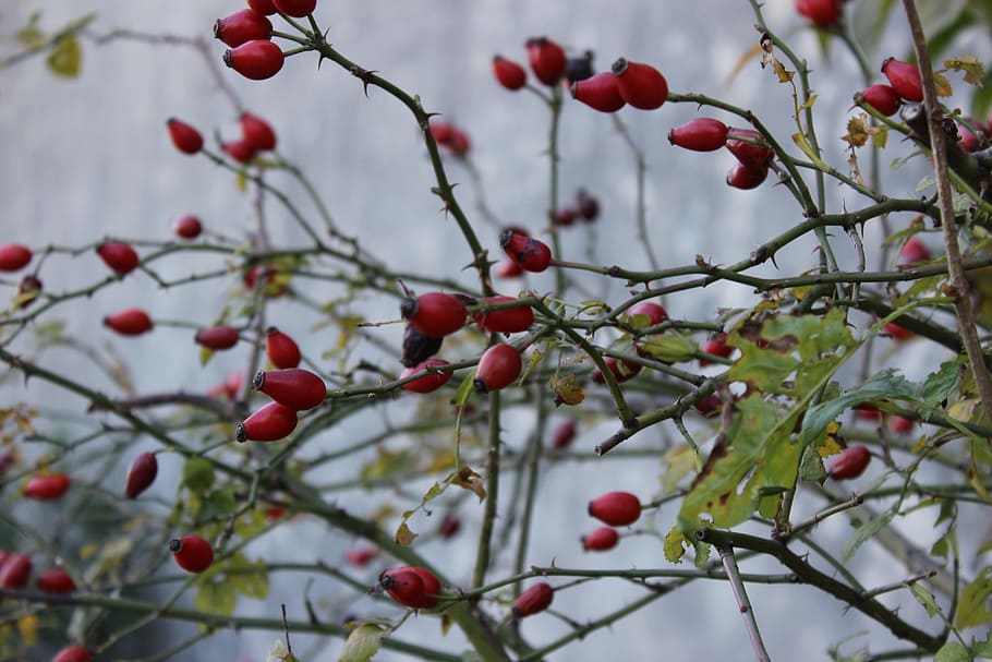 nature, autumn, pomegranate, tree, red, berries, bushes, fruit HD wallpaper