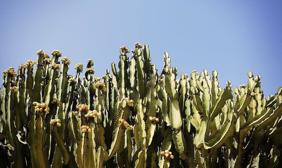 cactus, cacti, desert, dry, green, plant, nature, botany, succulent HD wallpaper