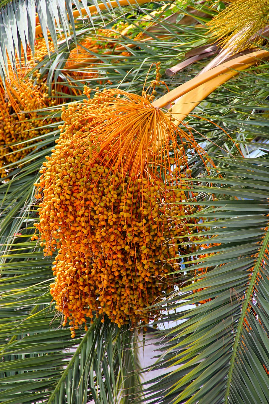 datlová palma, dates, the growing, matured for, summer, heat, HD wallpaper
