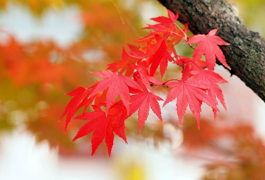 red leaves, maple, autumn, leaf, change, maple leaf, maple tree HD wallpaper