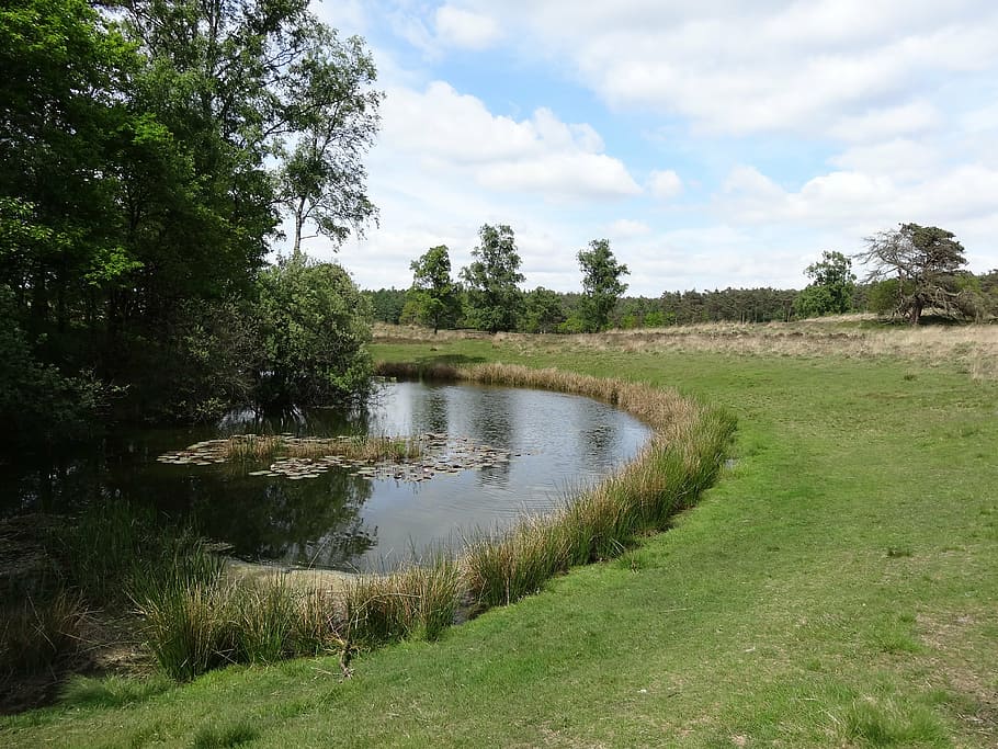nature, water, spring, grass, plants, landscape, trees, forest HD wallpaper