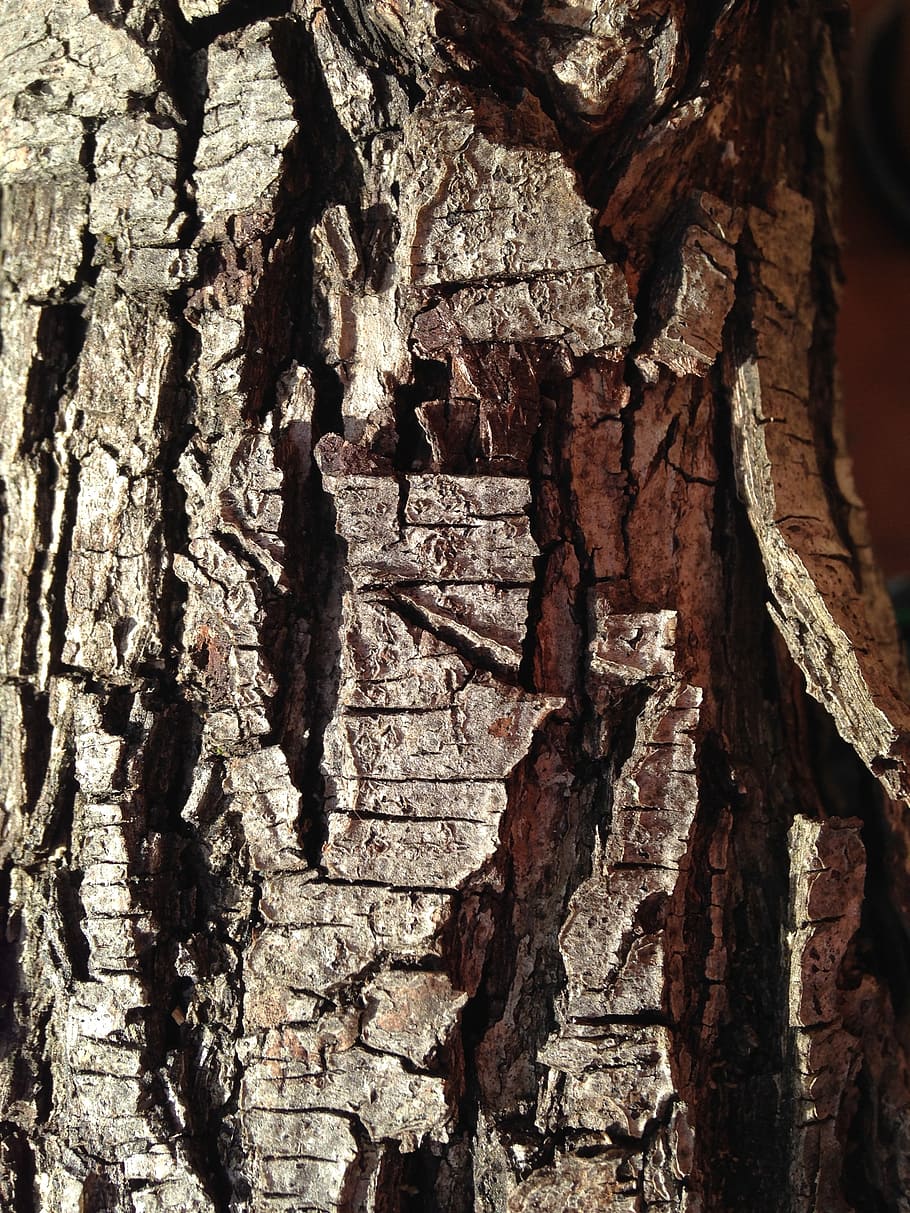 bark, tree, texture, trunk, tree bark, tree bark texture, tree trunk HD wallpaper