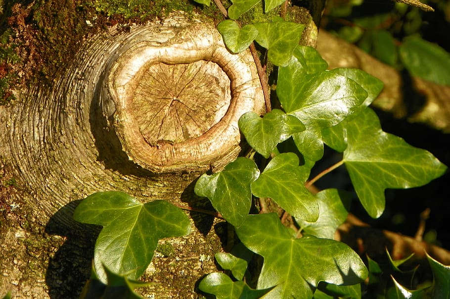 tree, knothole, ivy, nature, vegetation, leaf, plant part, growth HD wallpaper