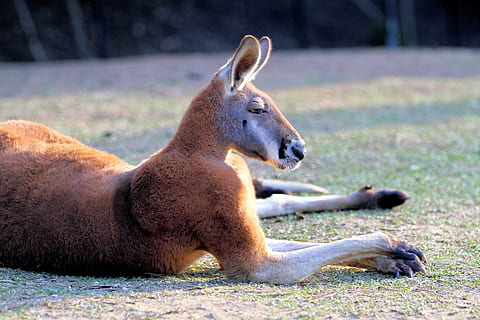 Kangaroo, Australia, Wildlife, red, animal, marsupial, nature HD wallpaper