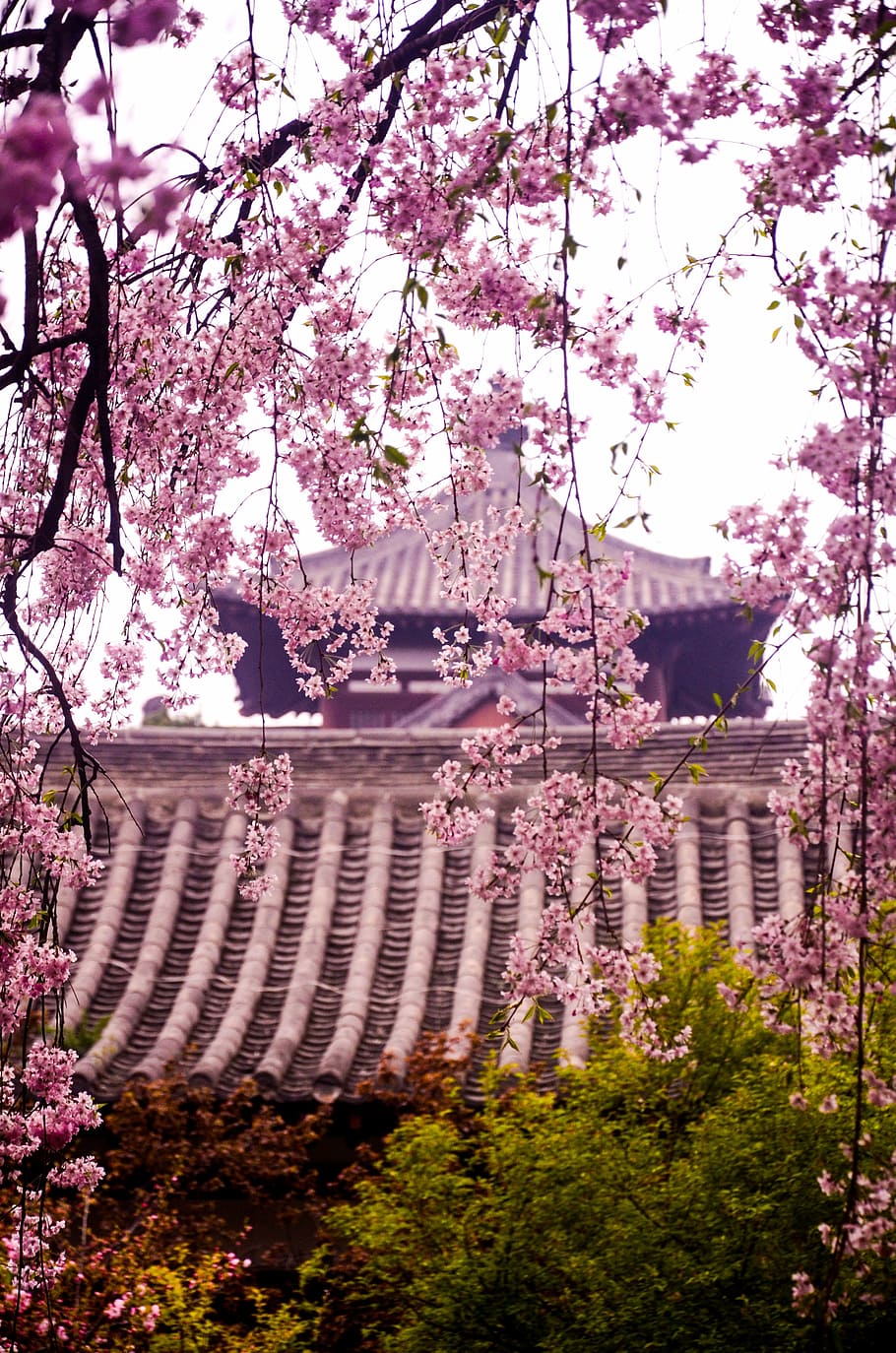 qinglong temple, cherry blossom, ancient, plant, tree, flower HD wallpaper