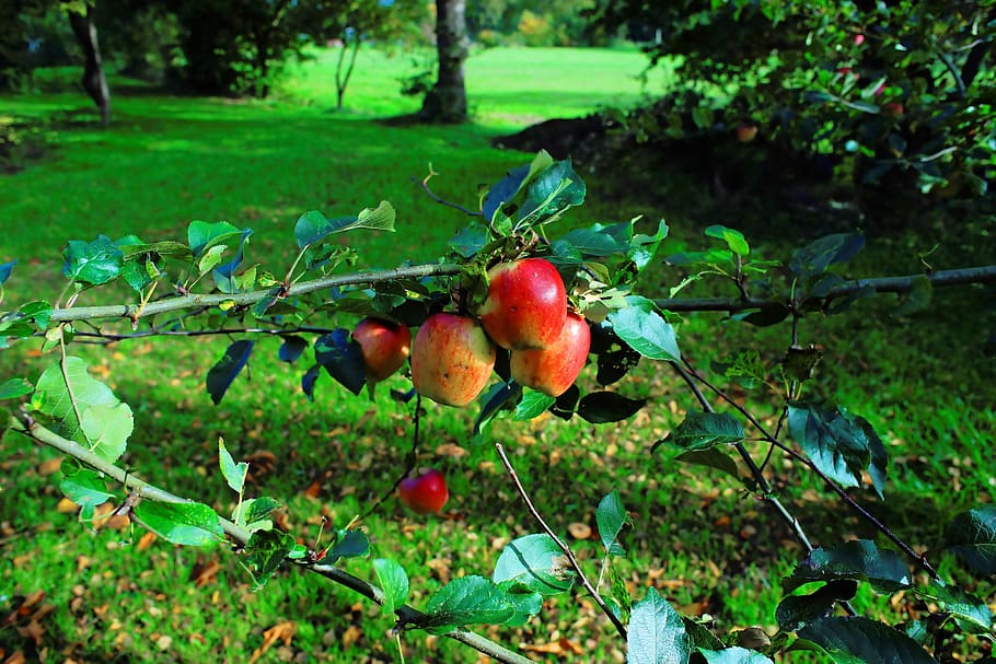 Apple Tree, Late Autumn, fruit, nature, red, food, kernobstgewaechs HD wallpaper
