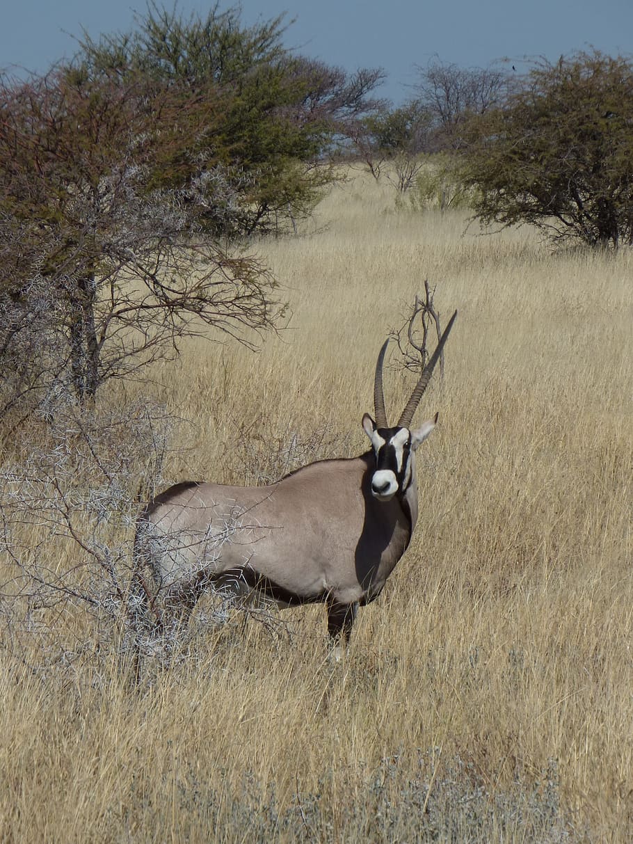 africa, namibia, animals, antelope, oryx, plant, animal themes HD wallpaper
