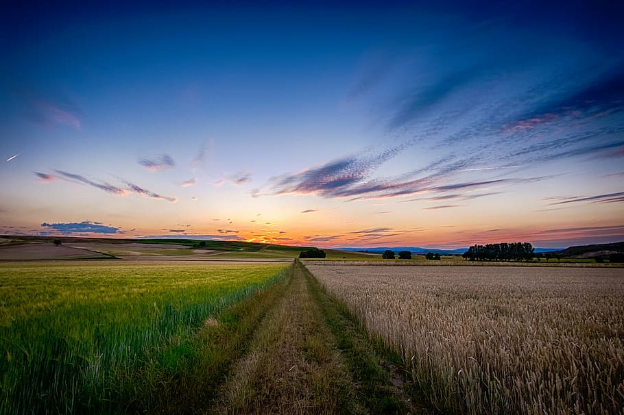 path in the middle of field, nature, landscape, grass, plains HD wallpaper