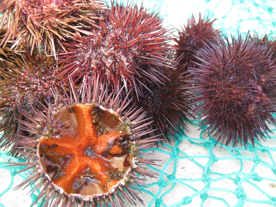 sea urchins, seafood, fang, mediterranean, egg, sea urchin eggs, HD wallpaper