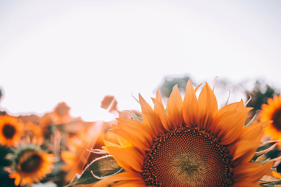 sunflower plants, selective, focus, photography, flowers, orange HD wallpaper