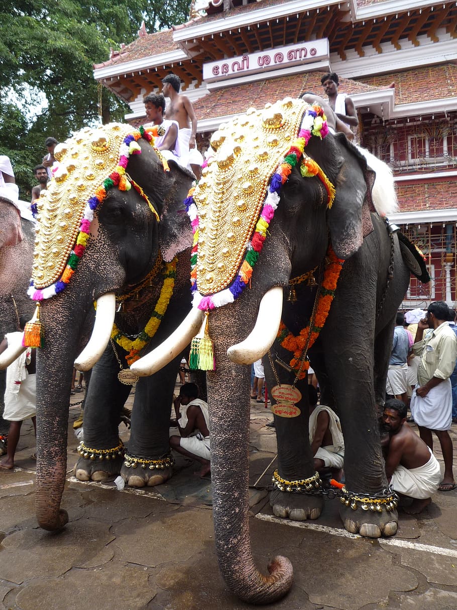 Kerala Elephant Wallpapers - Top Free Kerala Elephant Backgrounds -  WallpaperAccess