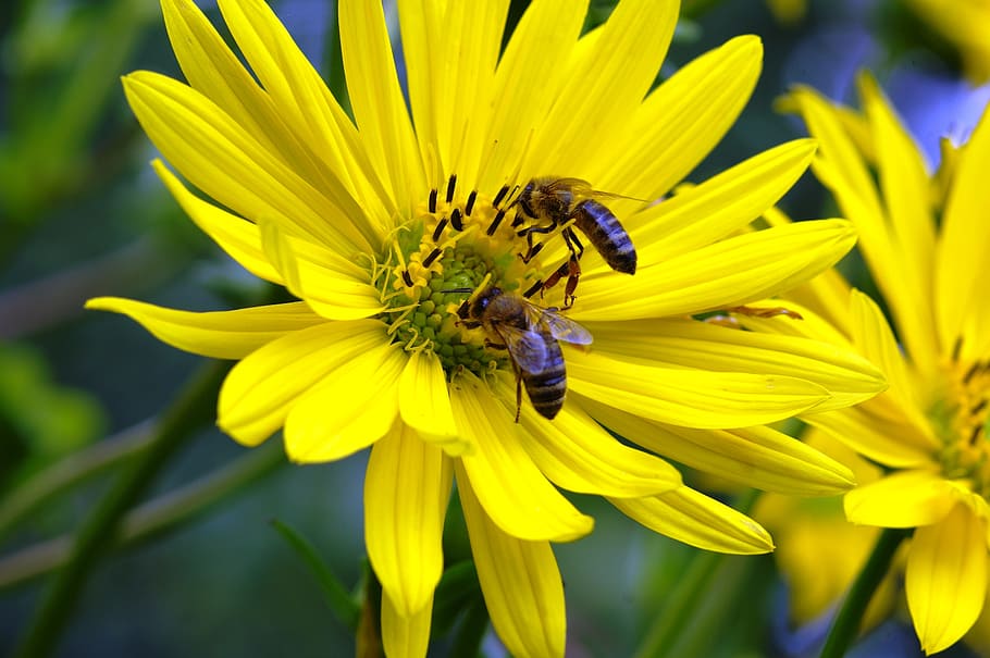 Bees, Honey, Flower, Pollen, collect honey, insect, nature HD wallpaper