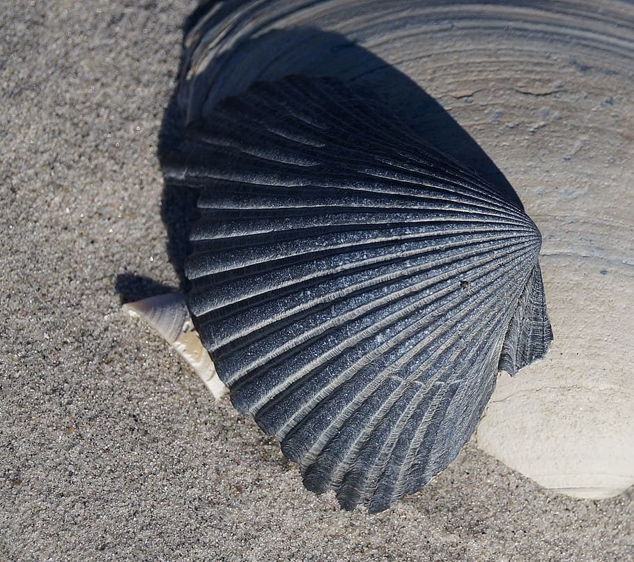 sea shell, sand, beach, shore, island, tropical, vacation, marine HD wallpaper