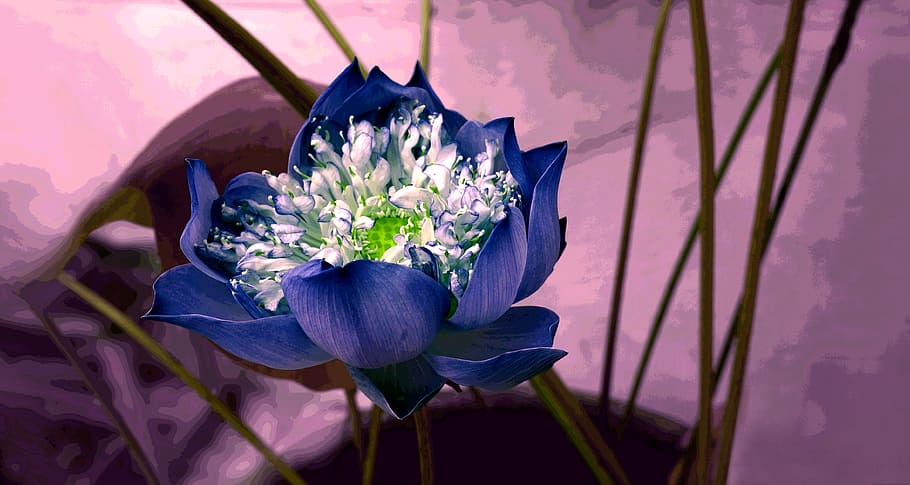 flower, decorate, background, blue, flowering plant, vulnerability HD wallpaper