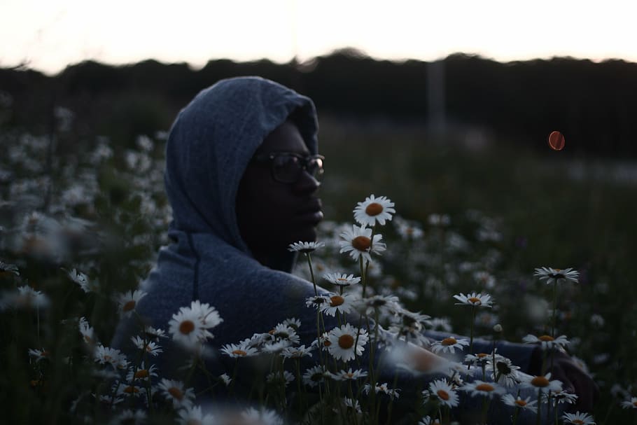 man in grey hoodie sitting on white chamomile field, blue, picking HD wallpaper