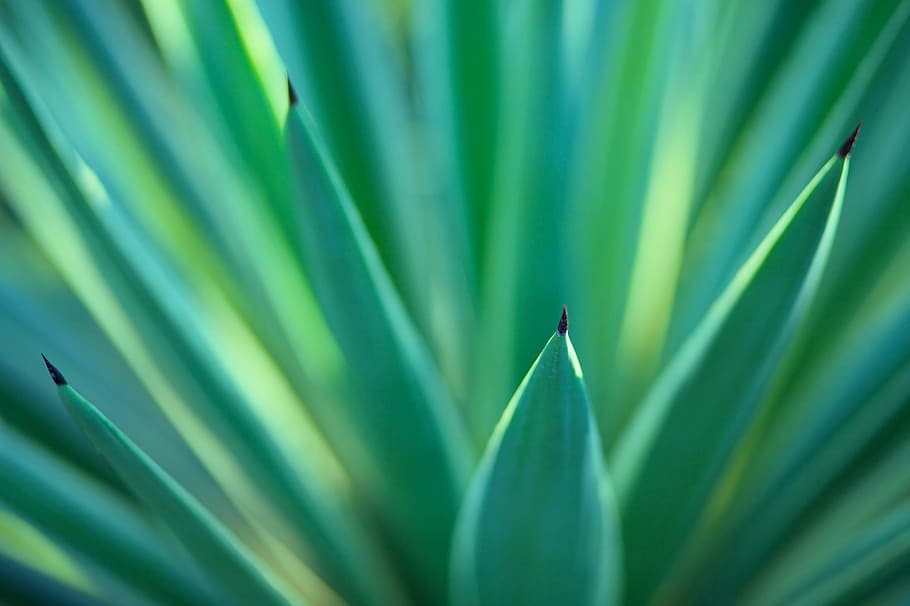 green snake plant in close up photography, close up photography of green plant at daytime HD wallpaper
