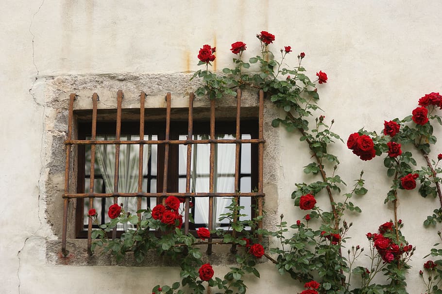 red Roses on rusty metal window grille, historically, flowers HD wallpaper