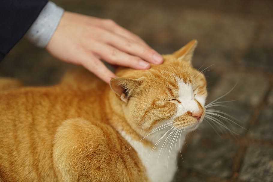 cat, happy, hands, consensus, comfort, animal, mammal, animal themes HD wallpaper