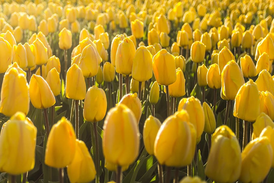 bed of yellow Tulips flowers, netherlands, spring, morning, lisse, HD wallpaper
