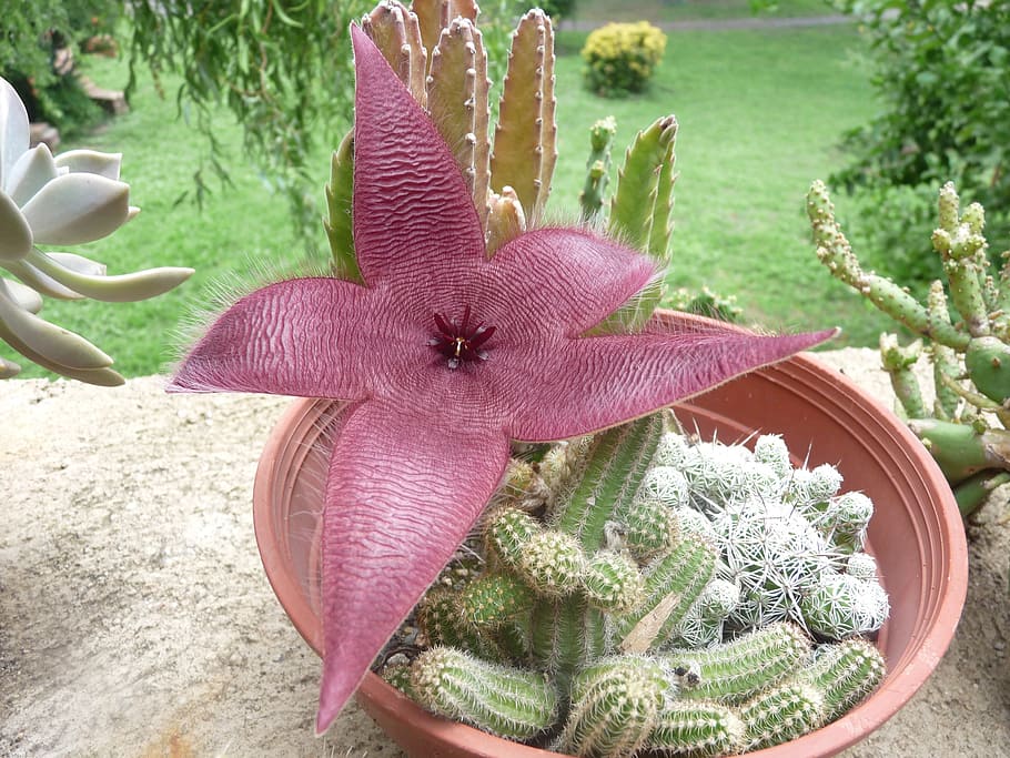 cactus, flowers, nature, plant, no people, close-up, day, high angle view HD wallpaper
