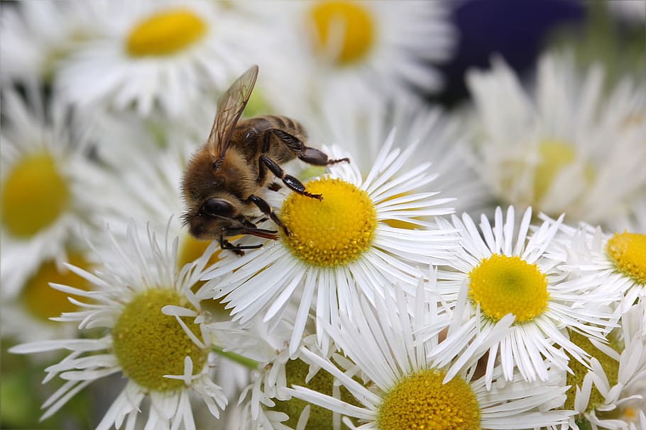 honey bee, apis, insect, summer, garden, flower, flowering plant HD wallpaper