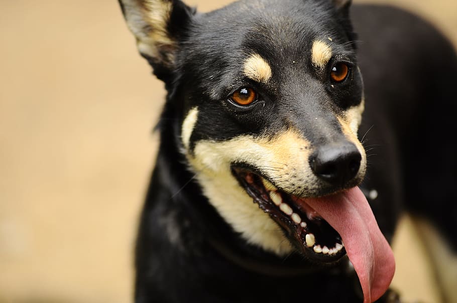 selective focus photography of black and fawn dog doing tongue out HD wallpaper