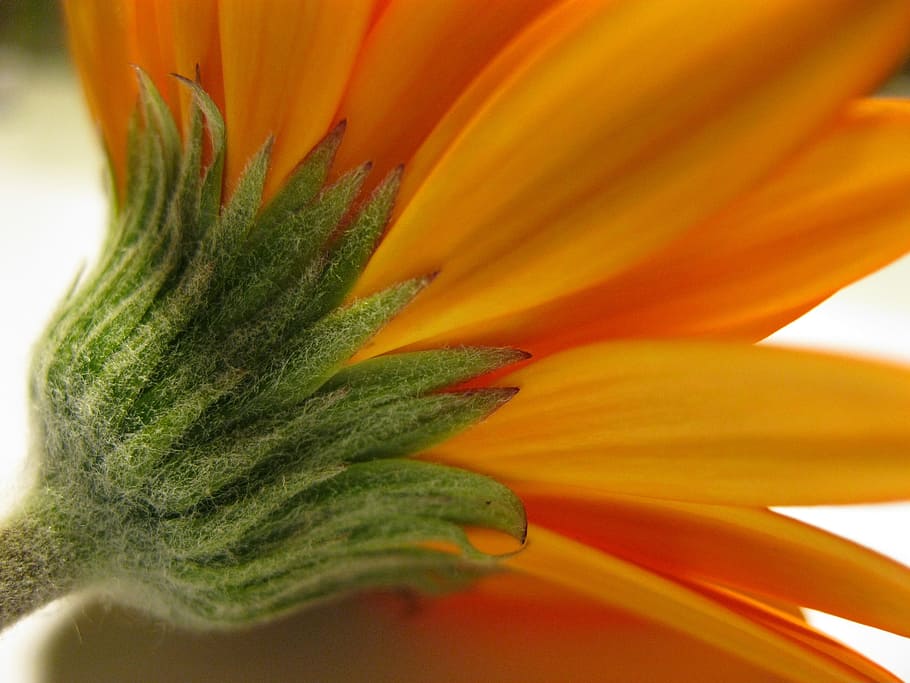 blossom, bloom, gerbera, close, style, orange, cut flowers HD wallpaper