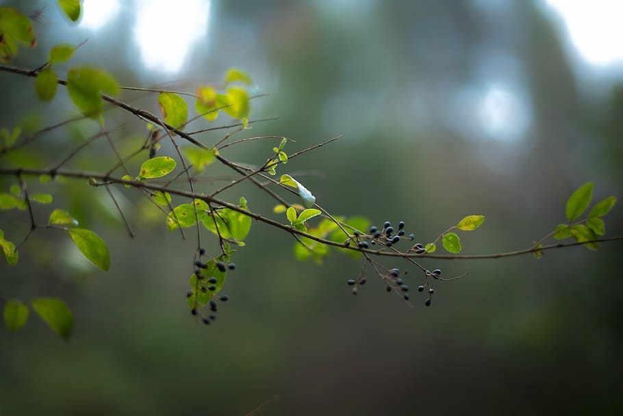 close-up photography of green leafed plant, trees, forest, woods HD wallpaper