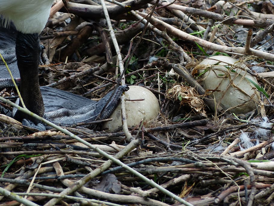 Swan, Egg, Nest, Breed, Hatch, Walk, swan walk, nature, outdoors HD wallpaper