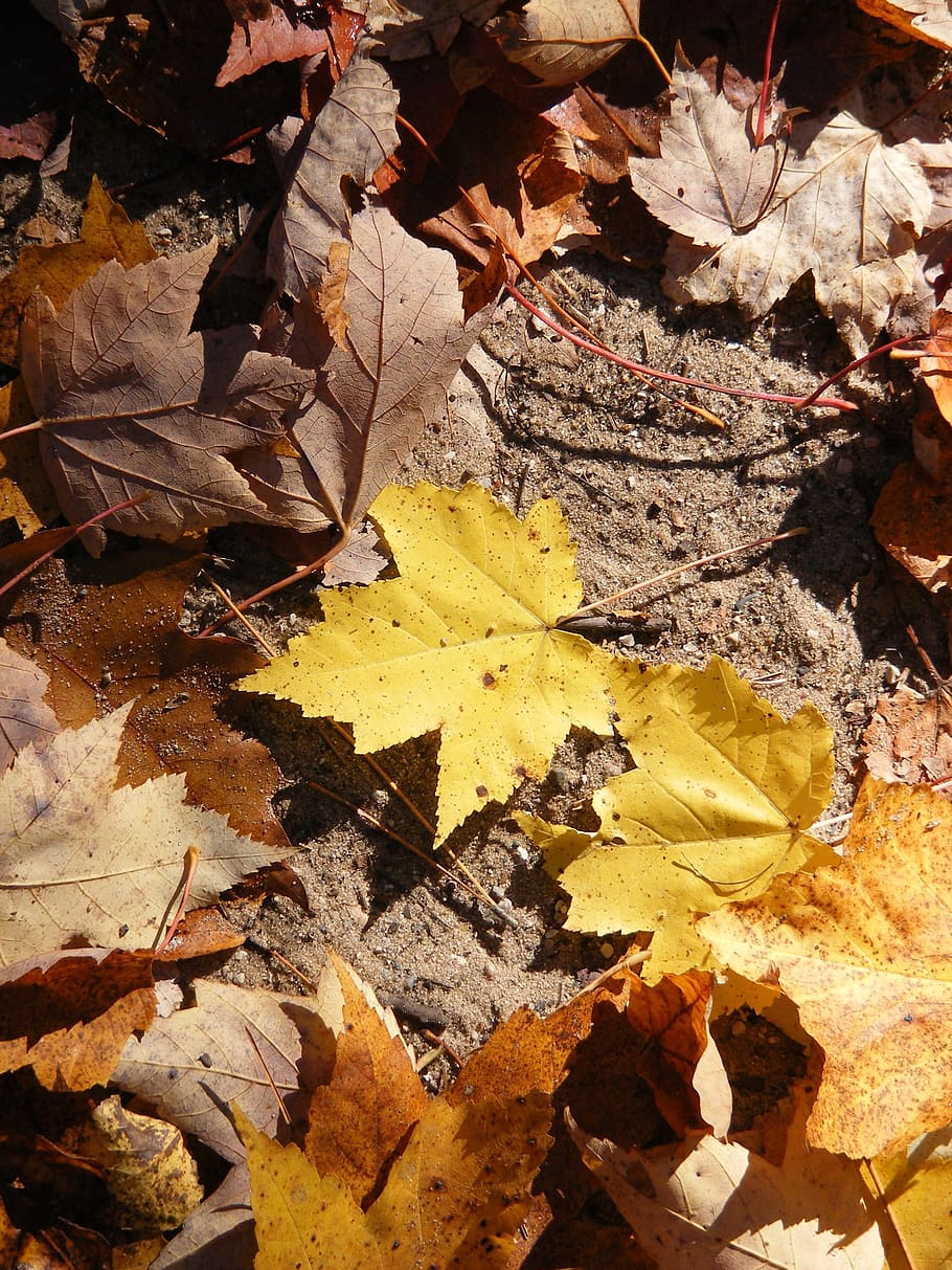 Leaves, Nature, Leaf, Light, Seasonal, colorful, maple, tree HD wallpaper