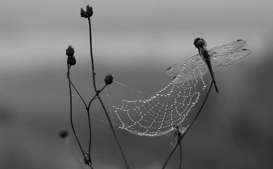 dragonfly, dew, spider web, morning, insecta, drops, nature HD wallpaper