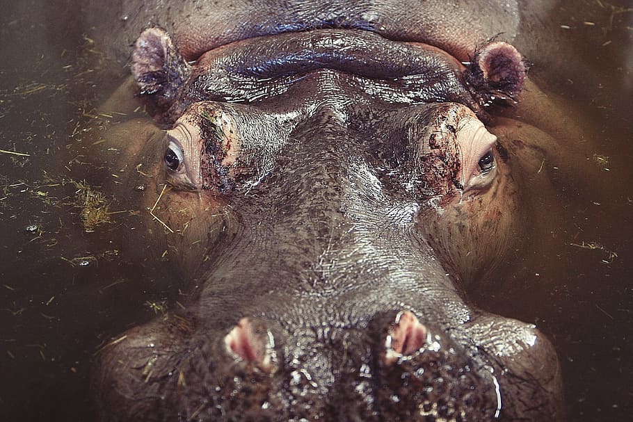 closeup photography of hippopotamus on body water during daytime, HD wallpaper