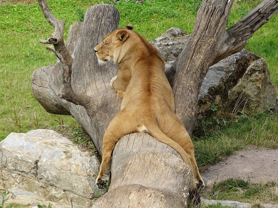 lioness laying on wood log, relax, tree trunk, zoo, mammal HD wallpaper