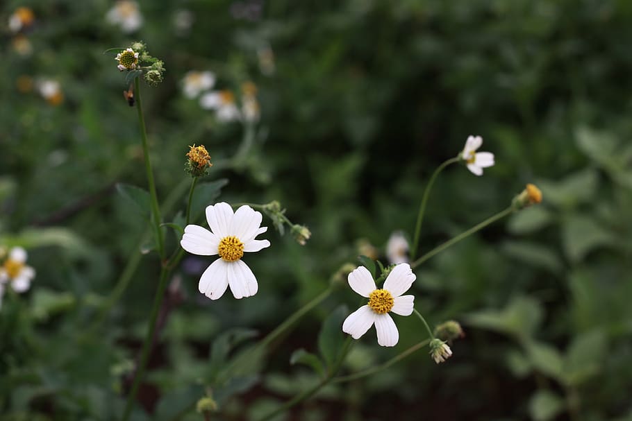 flower, white, macro, spring, garden, decorative, bloom, flowering plant HD wallpaper