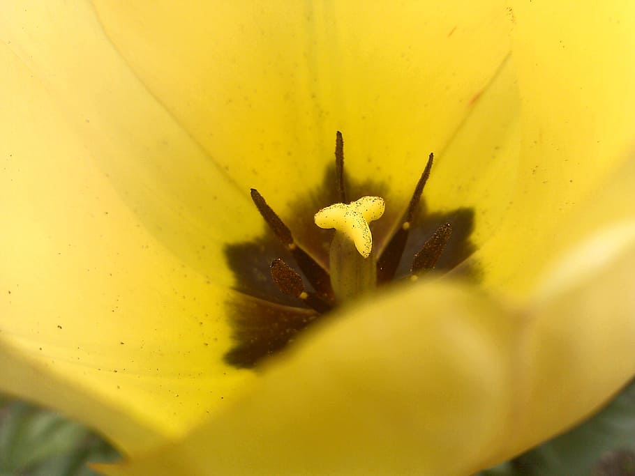 tulip, tulipa, pistil, macro, yellow, flower, petals, garden HD wallpaper